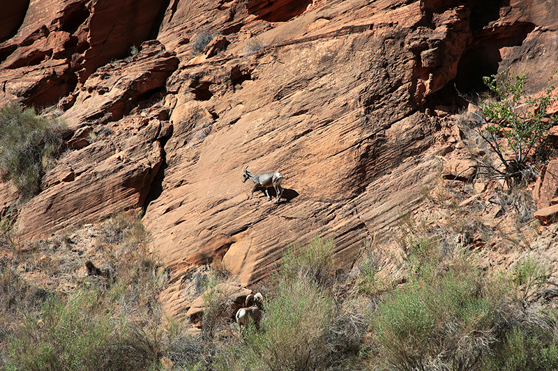 Colorado Rafting : Arizona : Arizona Landscapes : Landscape Photos : Richard Moore : Photographer